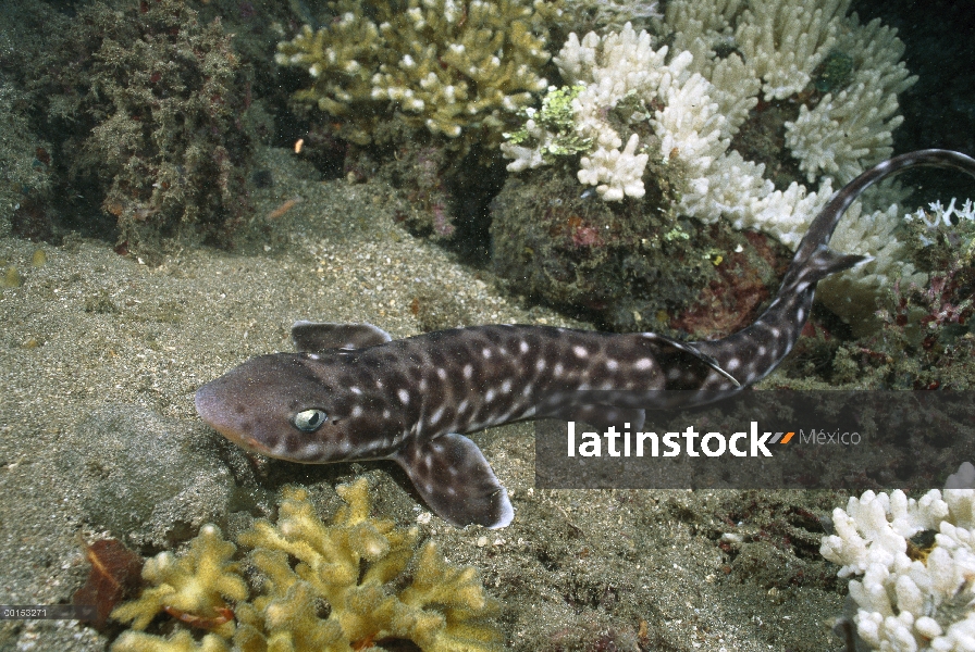 Pintarroja coralina (Atelomycterus marmoratus) se esconde durante el día y sale de noche a cazar peq