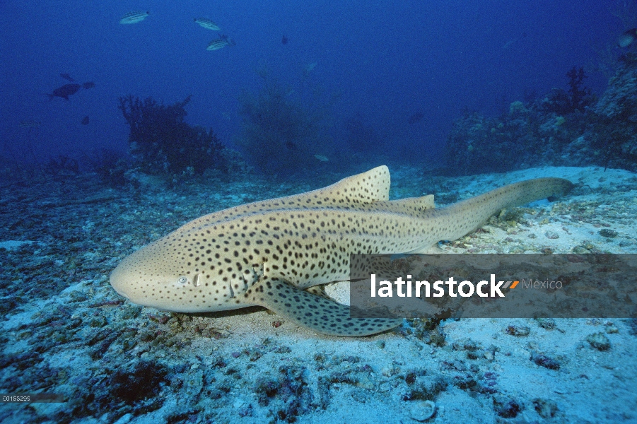 Tiburón cebra (Stegostoma fasciatum), mar de Andamán, Tailandia