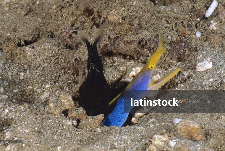 La cinta de anguila (Rhinomuraena quaesita) negro juvenil y azul macho compartir una madriguera, Amb