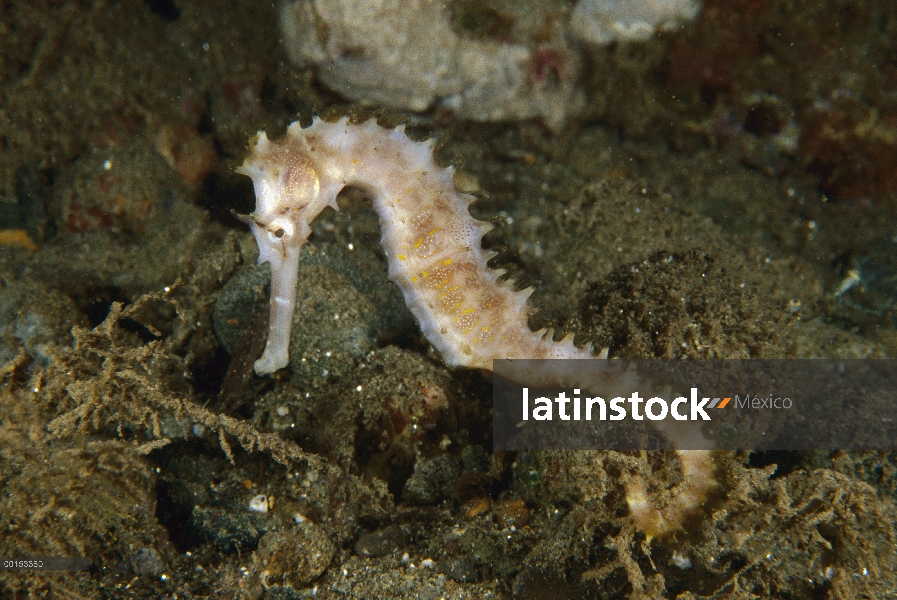 Caballito de mar espinoso (Hippocampus histrix), Ambon, Indonesia