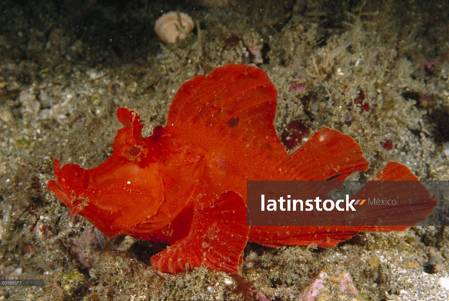 Eschmeyers Scorpionfish (Rhinopias eschmeyeri), estrecho de Lembeh, Indonesia