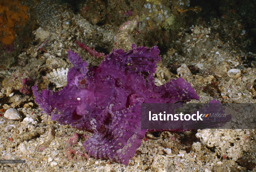 Popeyed cabracho (Rhinopias frondosa), estrecho de Lembeh, Indonesia