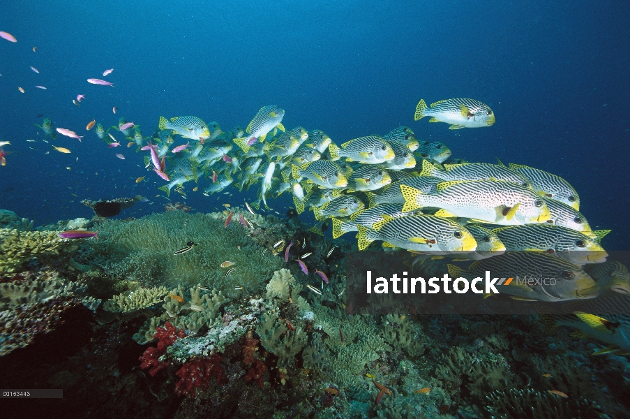 Banda diagonal escuela Sweetlips (Plectorhinchus lineatus), Loloata Resort, Papua Nueva Guinea