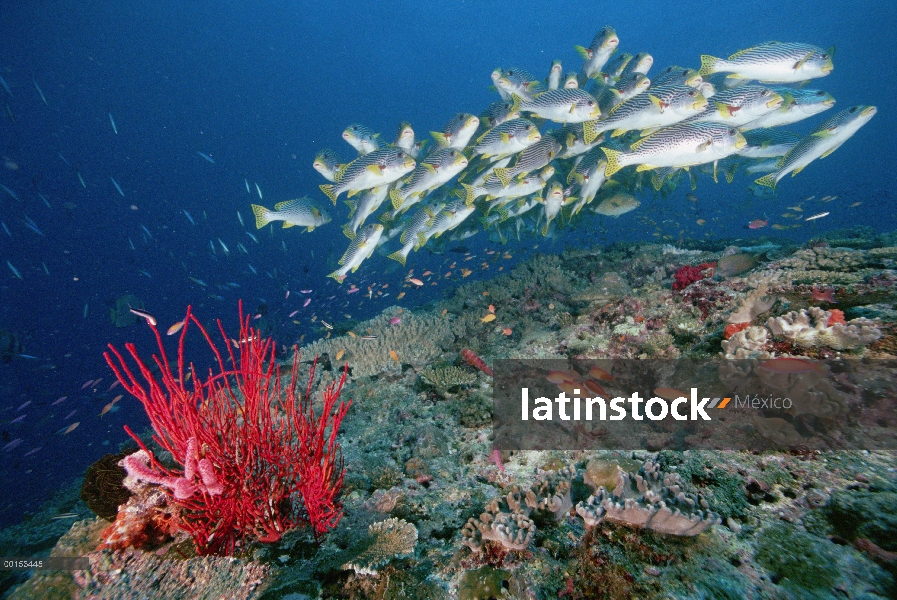 Banda diagonal escuela Sweetlips (Plectorhinchus lineatus), Loloata Resort, Papua Nueva Guinea