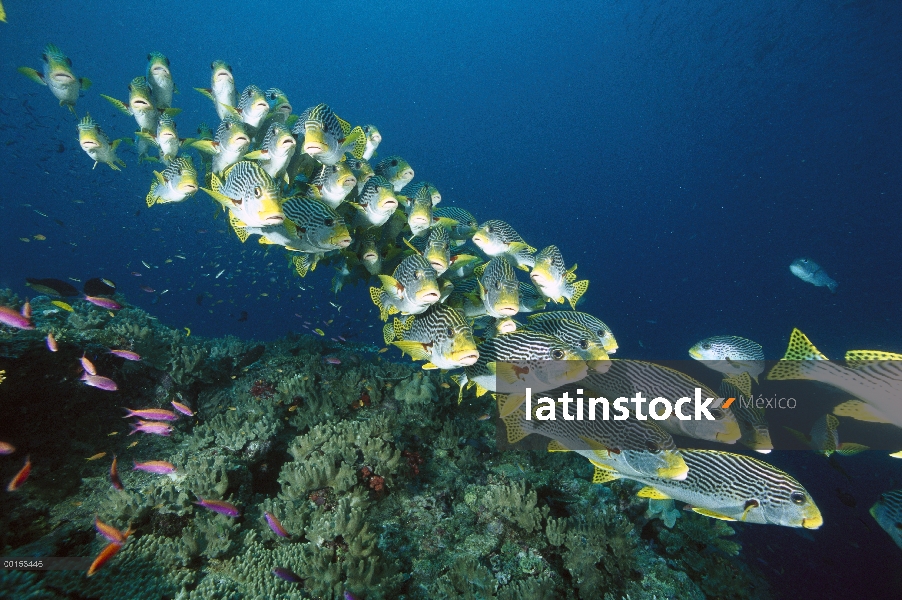 Banda diagonal escuela Sweetlips (Plectorhinchus lineatus), Loloata Resort, Papua Nueva Guinea