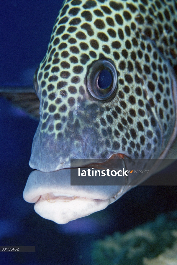 Spotted Sweetlips (Plectorhinchus picus), Loloata Resort, Papua Nueva Guinea