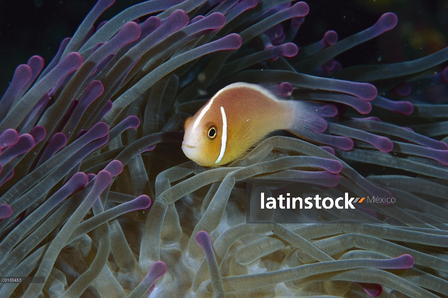 Anémona rosada (Amphiprion perideraion) en los tentáculos de la anémona, Loloata Resort, Papua Nueva