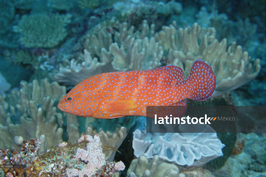 Mero coral (Cephalopholis Miltochrista), Loloata Resort, Papua Nueva Guinea