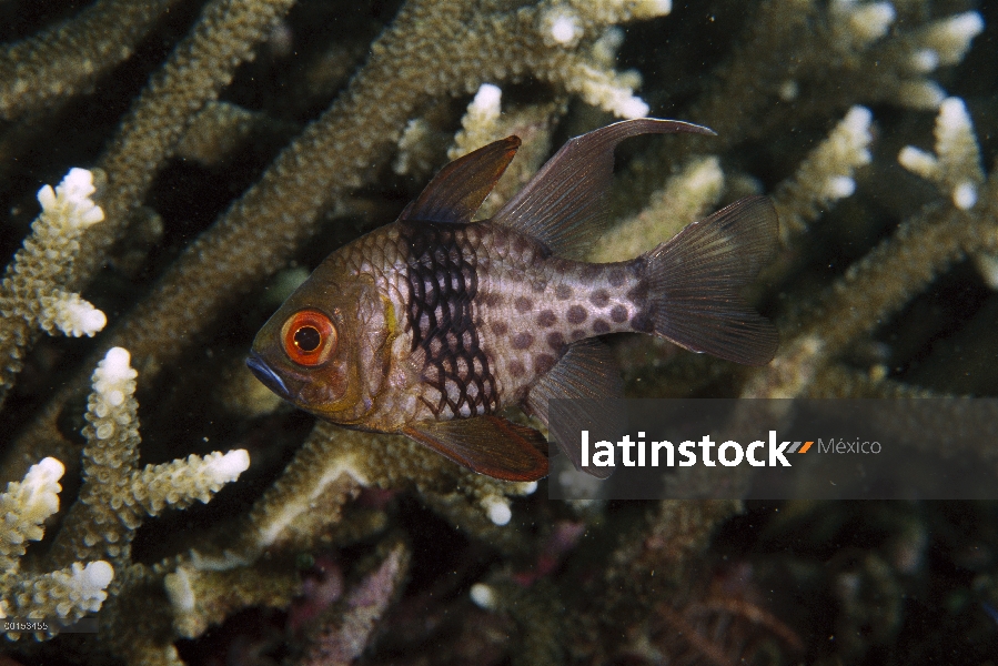 Pijama de Banggai (Sphaeramia nematoptera), estrecho de Lembeh, Indonesia