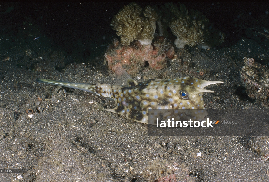 Cofre con cuernos (Lactoria cornuta) en el fondo del océano, estrecho de Lembeh, Indonesia