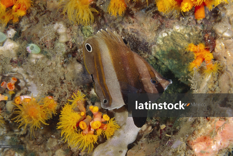 Dos ojos acuminatus (Coradion melanopus) coloración nocturna mostrando falsos eyespots, estrecho de 