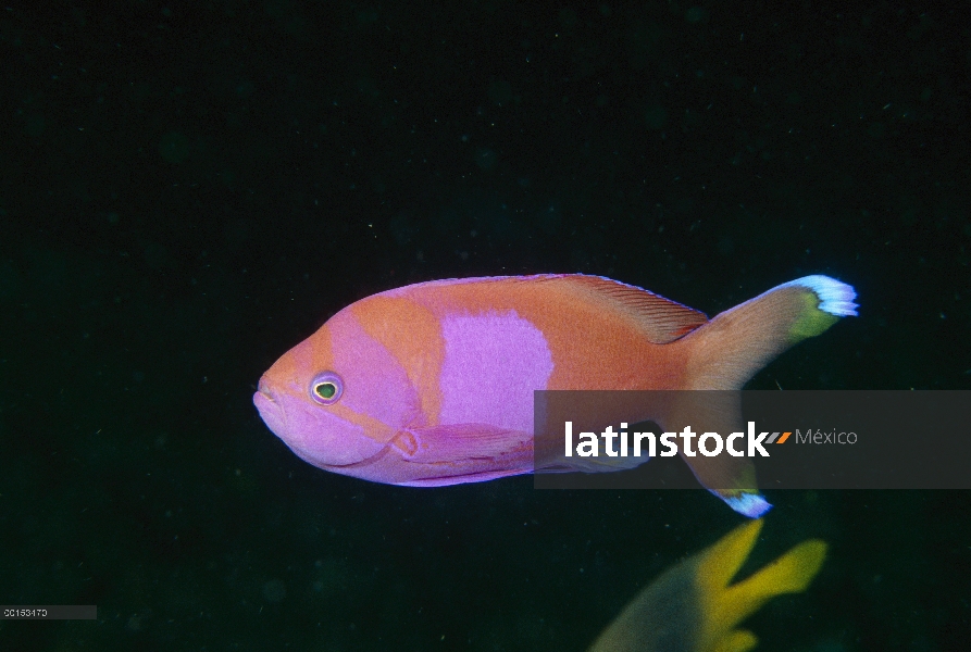 Squarespot Anthias (Pseudanthias pleurotaenia) macho, estrecho de Lembeth, Indonesia