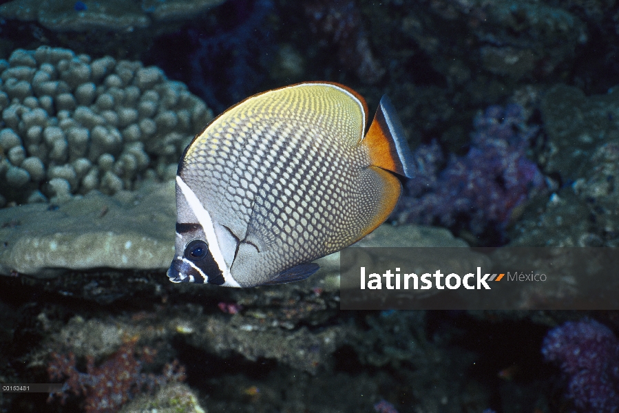 Collar pez mariposa (Chaetodon collare) retrato, mar de Andamán, Tailandia