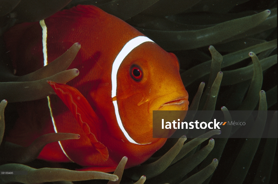 Columna vertebral-mejilla anémona (Premnas biaculeatus) viviendo en un mar de tentáculos de anémona 