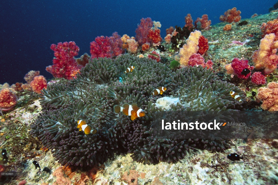 Peces payaso (Amphiprion ocellaris) en una anémona de mar blanqueada por las temperaturas del agua e