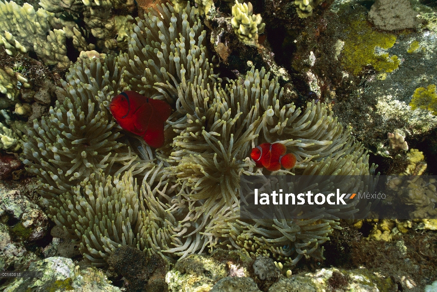 Par de anémona (Premnas biaculeatus) de columna vertebral-mejilla con una anémona de mar de tentácul