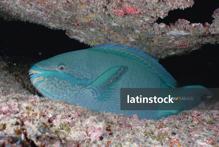 Hombre pez loro (Scarus ghobban) azul-prohibido dormir en los arrecifes por la noche, mar de Andamán