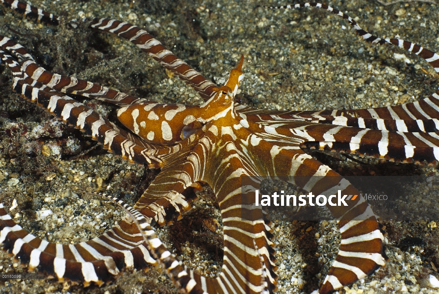 Cebra pulpo (pulpo horridus), Bahía de Milne, Papua Nueva Guinea