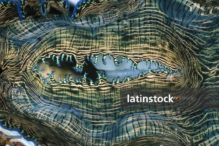 Pequeño manto de almeja gigante (Tridacna maxima), estrecho de Lembeh, Indonesia