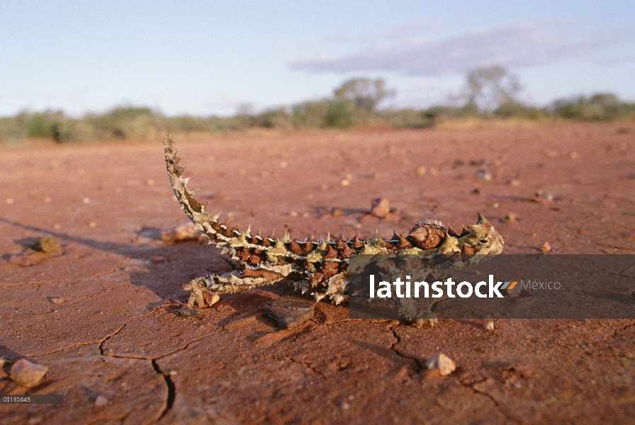 Diablo espinoso (Moloch horridus) vive en regiones más áridas de Australia, donde se alimenta exclus