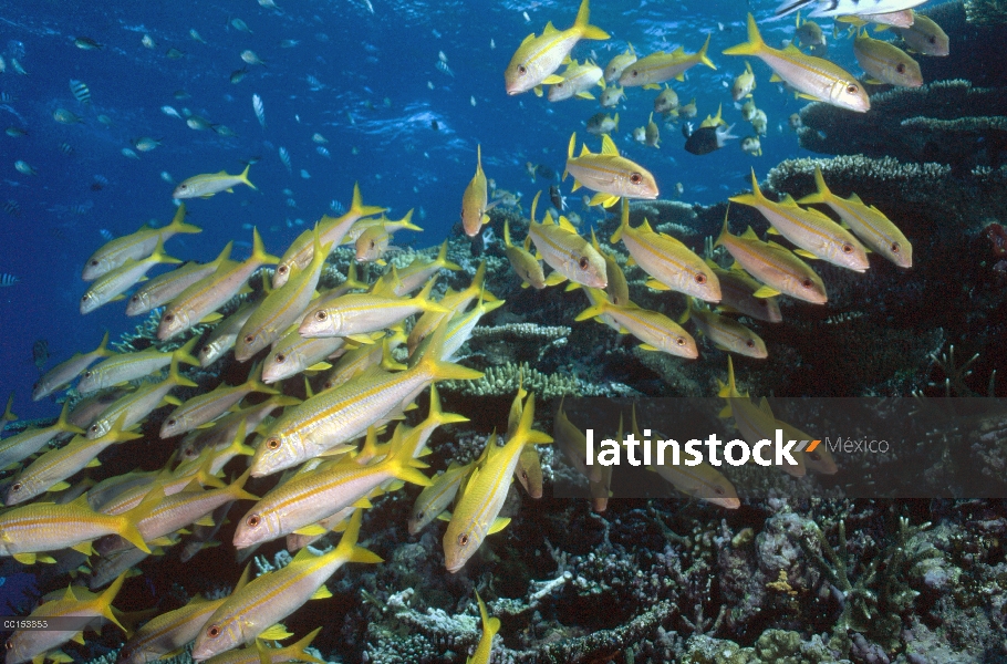 Cabra de aleta amarilla (Mulloides vanicolensis) a menudo se reúnen en grandes cardúmenes durante el