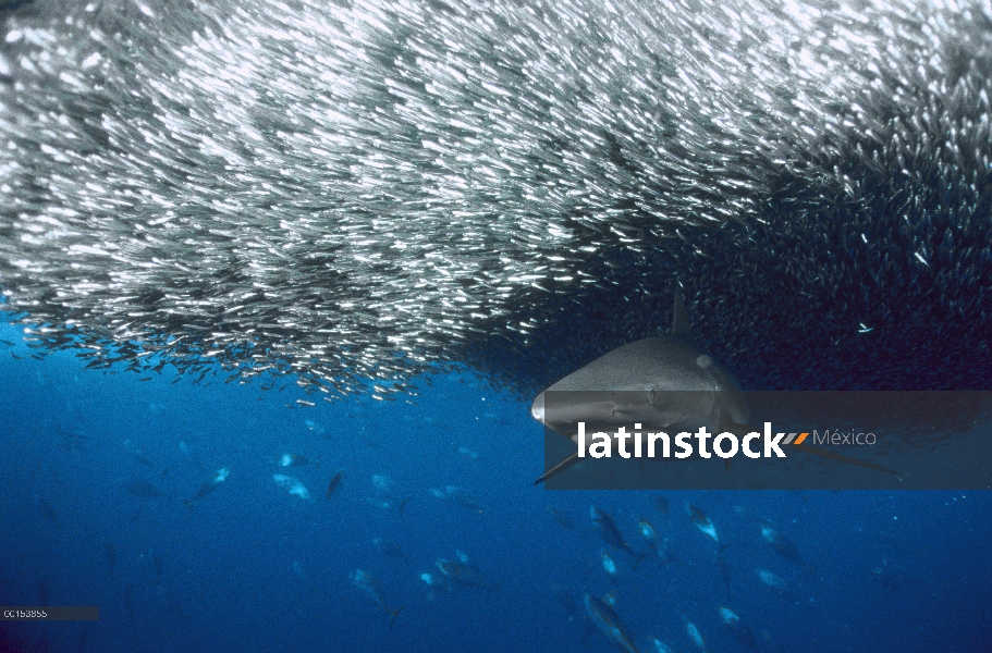 Gris arrecife Shark (Carcharhinus Charcharhinus) alimentándose de una bola de carnada grande, las Is