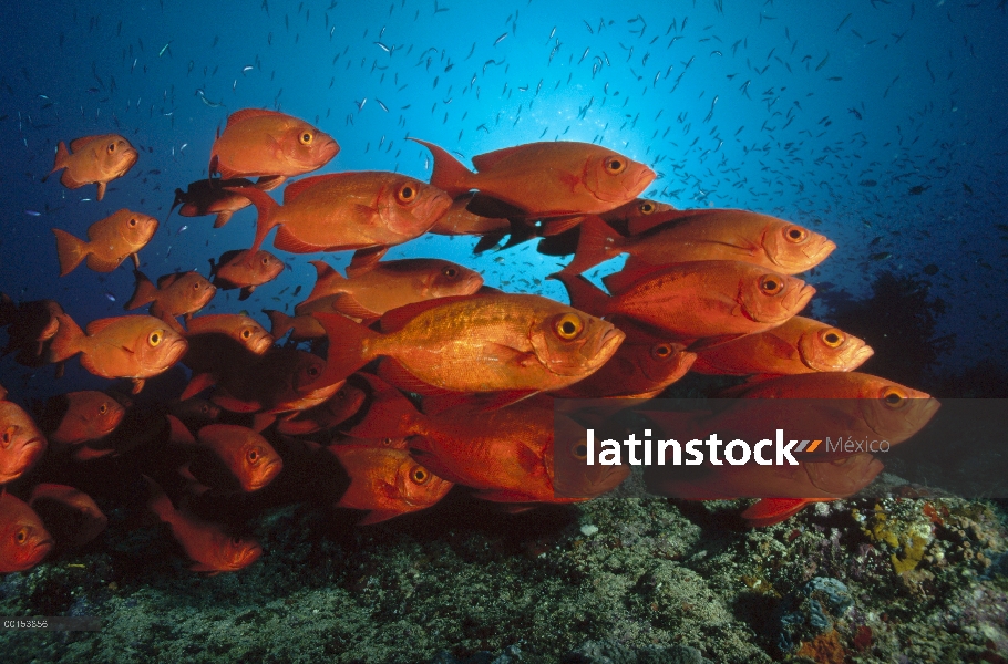 Cola de media luna patudo (Priacanthus hamrur), Isla Lagarto, gran barrera de coral, Queensland, Aus