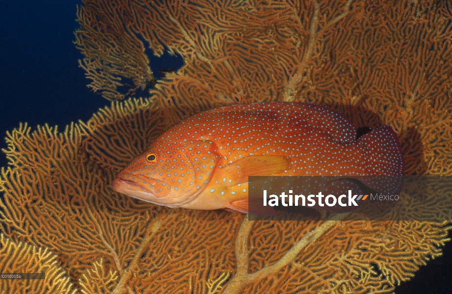 Mero coral (Cephalopholis Miltochrista), mar de Andamán, Tailandia