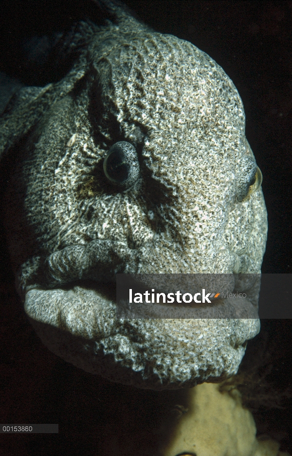 Anguila del lobo (Anarrhichthys ocellatus) cerrar, golpe cabeza, Quadra Island, Columbia Británica, 