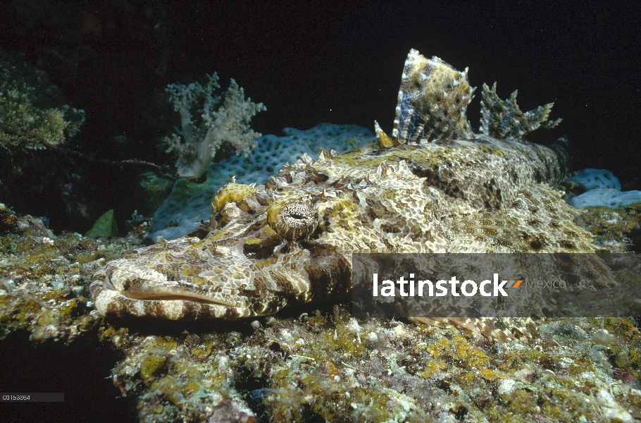 Crocodilefish de Beaufort (Cymbacephalus beauforti) camuflado en fondo del océano a la espera de pre