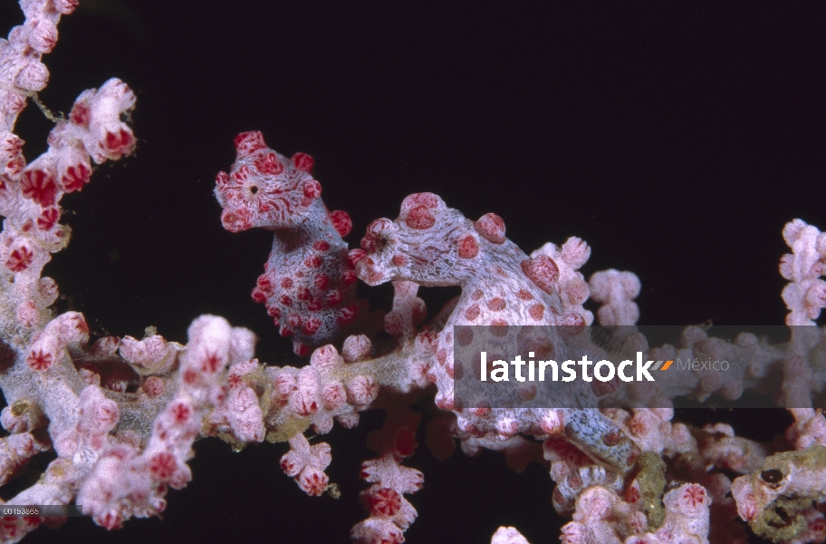 Par de Caballito de mar pigmeo (Hippocampus bargibanti) camuflado contra gorgonias abanicos de mar, 