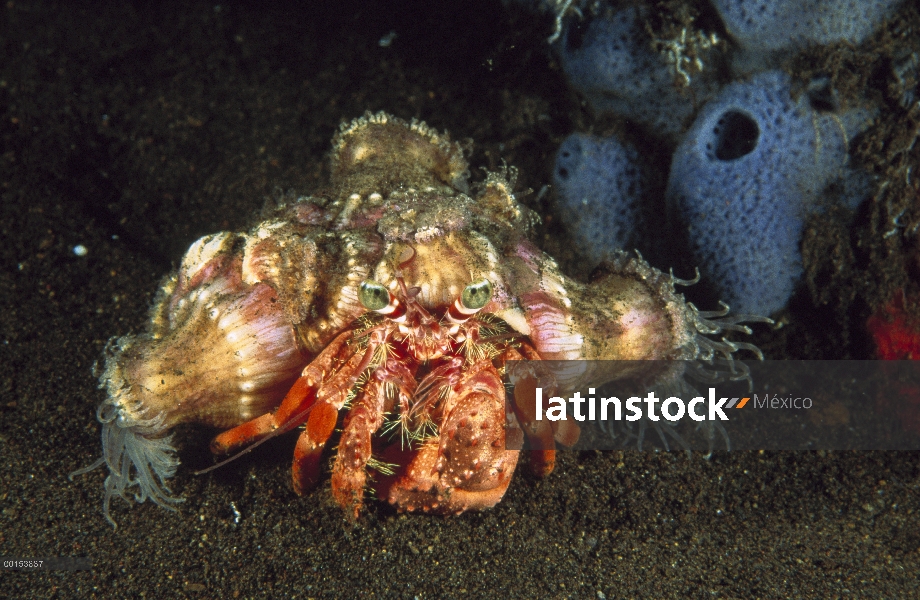 Cangrejo anémona del ermitaño (Dardanus pedunculatus) con anémonas de mar en su caparazón para prote