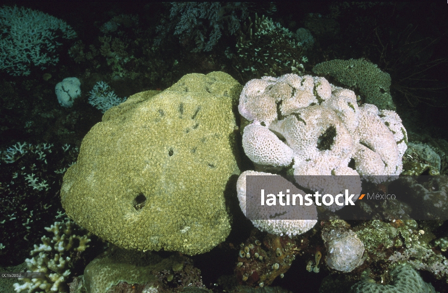 Joroba de Coral (Porites sp) uno sano, izquierda y el otro mal decolorado, estrecho de Lembeh, Indon