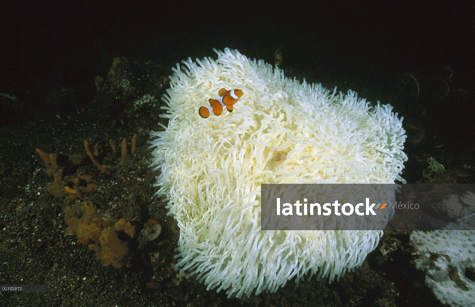 Anémona de mar magnífico (Heteractis magnifica) exhibiendo total blanqueado, estrecho de Lembeh, Ind