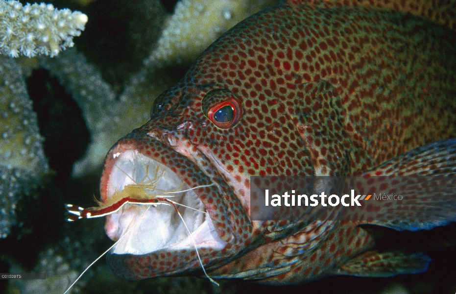 Camarón limpiador escarlata (Lysmata amboinensis) trabajando en un mero tomate (Cephalopholis sonner