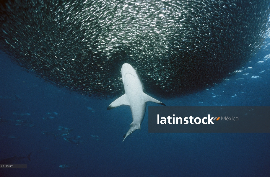 Gris arrecife Shark (Carcharhinus Charcharhinus) alimentándose de una bola de carnada grande, Islas 