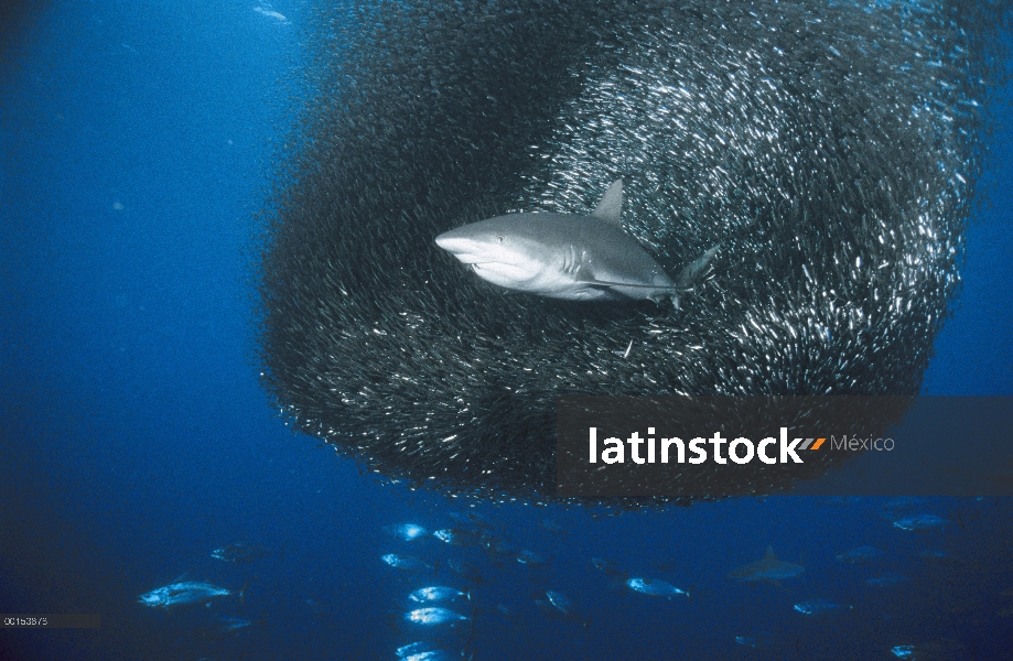 Gris arrecife Shark (Carcharhinus Charcharhinus) alimentándose de una bola de carnada grande, Islas 