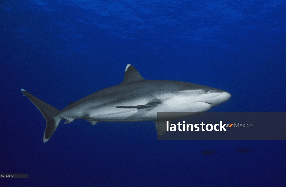 Retrato de plata-tip Shark (Carcharhinus albimarginatus), mar de Andamán, Birmania