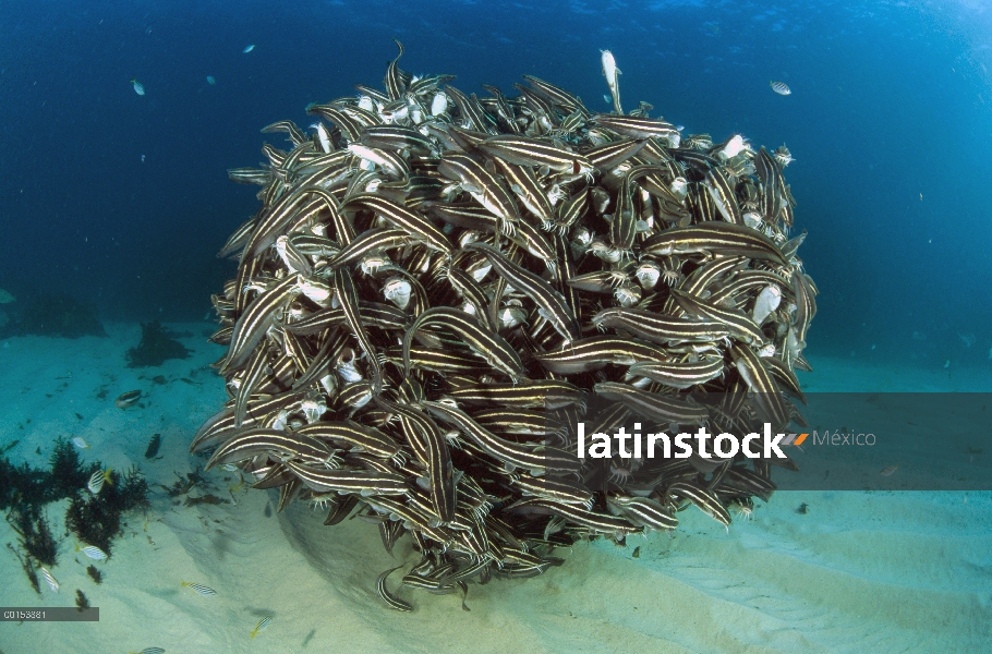 Escuelas increíblemente densas de forma rayas bagre (Plotosus lineatus) para la protección de los de