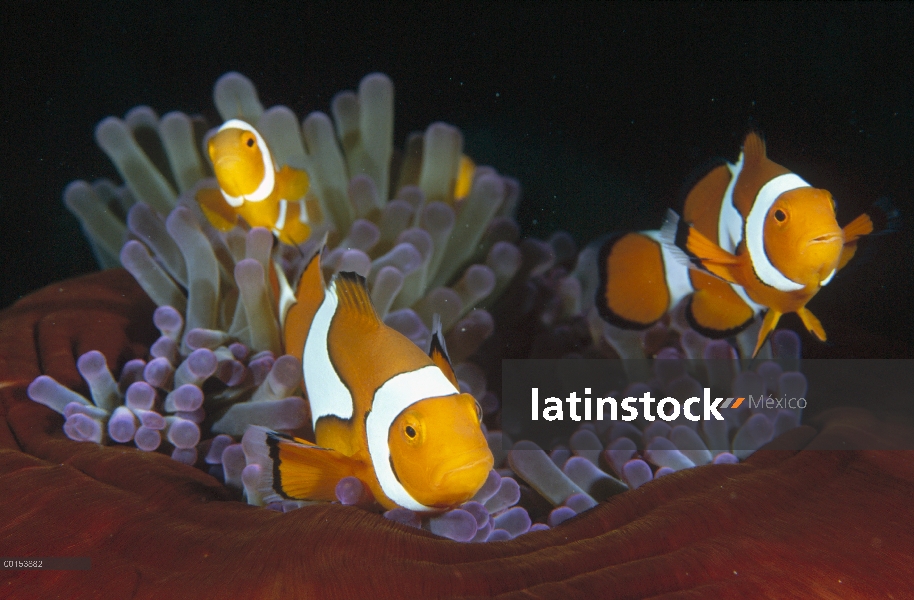 Blackfinned Clownfish (Amphiprion percula), Bahía de Milne, Papua Nueva Guinea