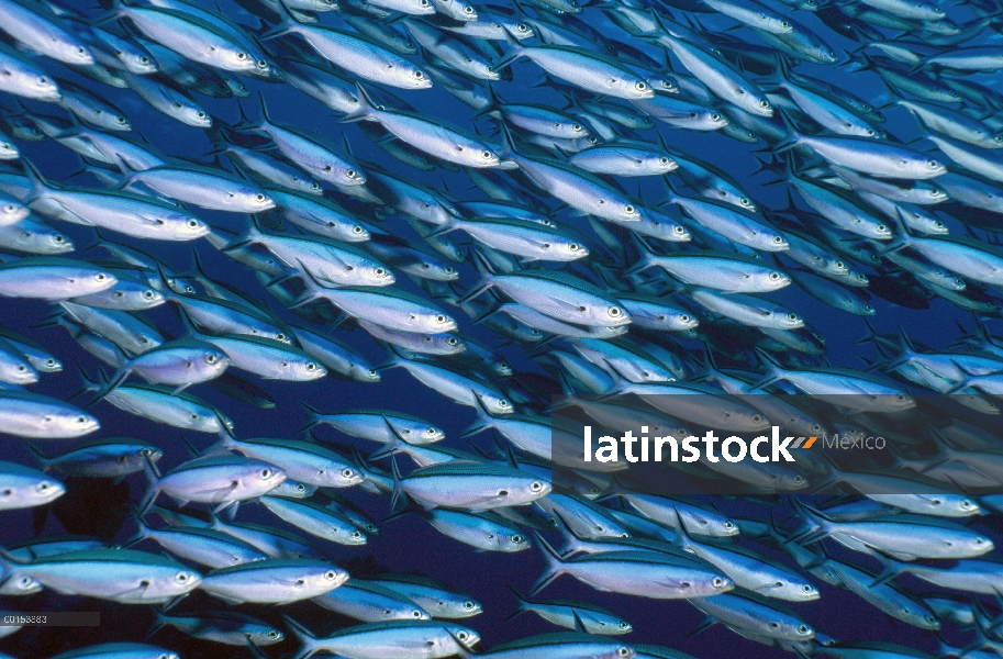 Bluestreak Fusilier (Pterocaesio azulejo) escolarización, mar de Coral, Queensland, Australia