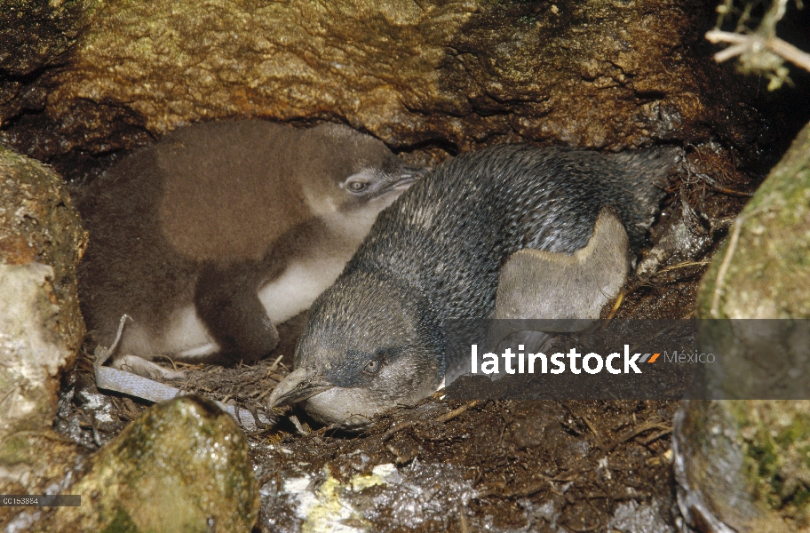 Poco polluelo de pingüino azul (Eudyptula minor) adultos y grande en el nido entre las rocas en la b