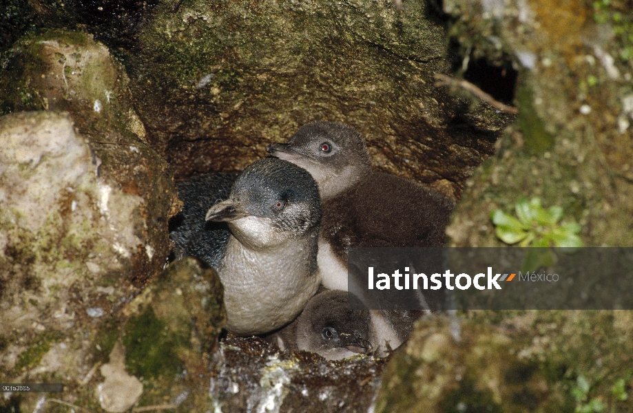 Pequeño pingüino azul (Eudyptula minor) adultos y dos polluelos en su nido entre las rocas en la bas