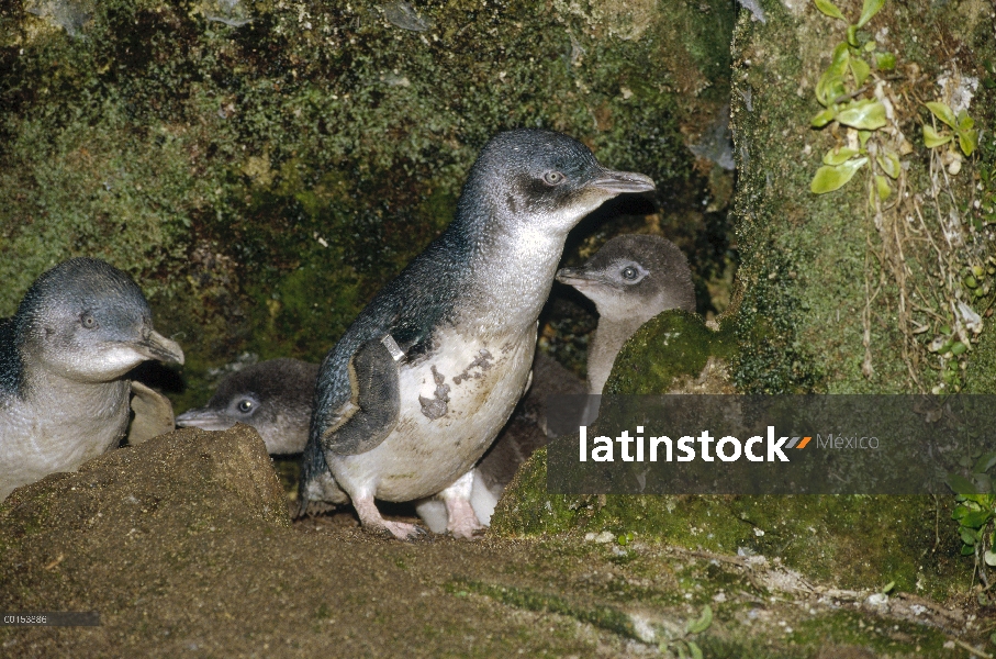 Poco dos polluelos de pingüino azul (Eudyptula minor) y los padres que acaban de llegar a darles de 