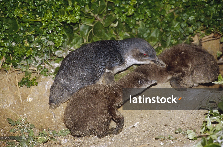 Poco dos polluelos de pingüino azul (Eudyptula minor) y los padres que acaban de llegar a darles de 