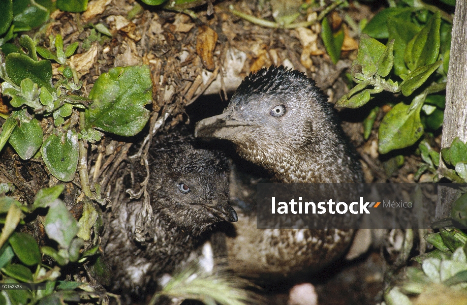 Pingüino azul (Eudyptula minor) dos pollitos esperando en madriguera de los padres a darles de comer