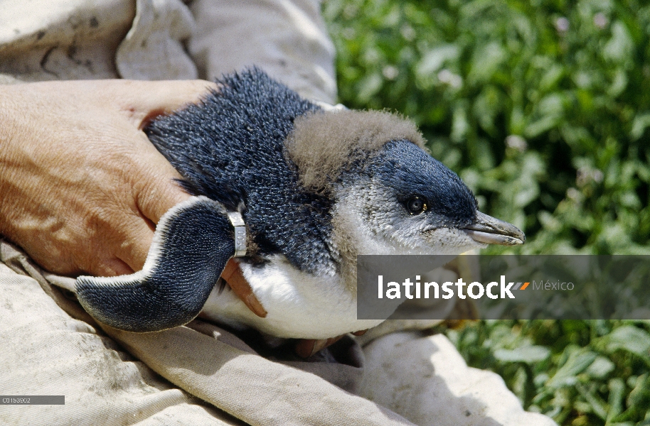 Biólogo de pingüino azul (Eudyptula minor) poco Phillip Duguesclin holding chick con nuevo ala banda