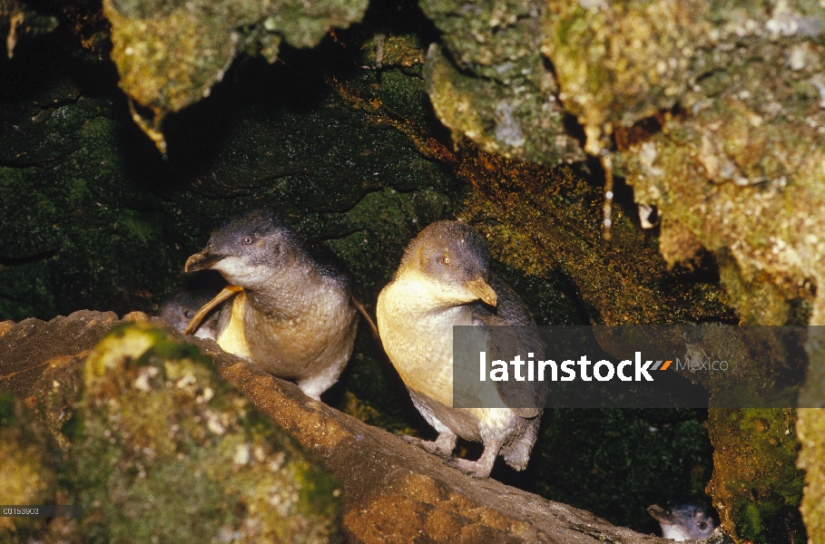 Pequeño par de pingüino azul (Eudyptula minor) saltando entre las rocas en la base de un acantilado,