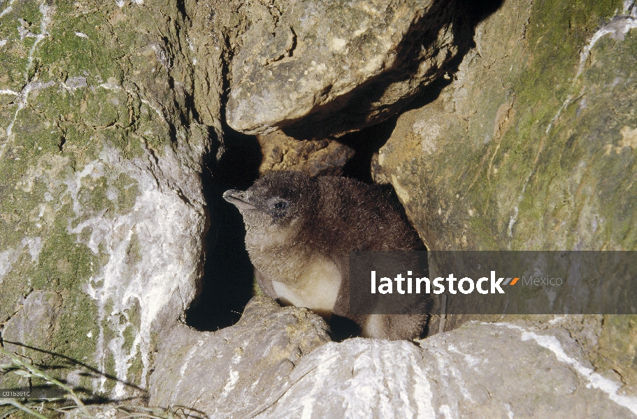 Poco polluelo de pingüino azul (Eudyptula minor) adultos y grande en el nido entre las rocas en la b