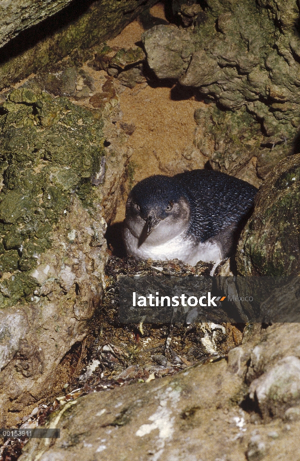 Pequeño pingüino azul (Eudyptula minor) en el nido en una grieta entre las rocas en lugar de una mad